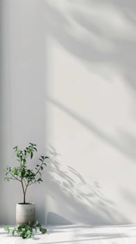 A tall potted plant rests on a white floor, its leaves creating dynamic shadows on a clean, textured wall