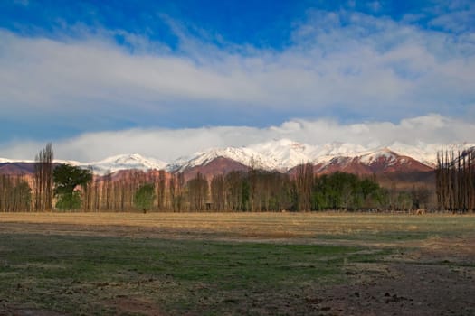 Grazing field by the Andes mountains near Uspallata, Argentina.