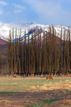 Horse grazing on a field by the Andes mountains near Uspallata, Argentina.