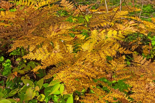Mottled Ferns in Autumn on Forest Floor Along the Gunflint Trail in Minnesota