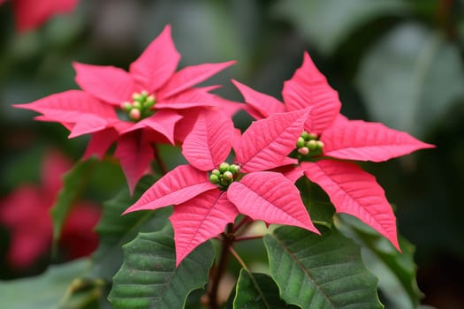 Three vibrant red poinsettia flowers display their beauty in a lush garden backdrop showcasing rich green leaves and budding clusters.