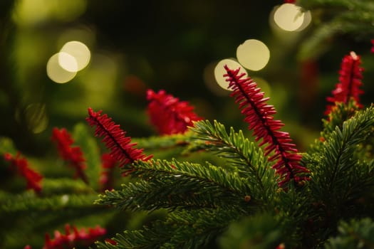 Vibrant red flowers emerge from lush green leaves illuminated by soft lights evoking a festive atmosphere during winter.