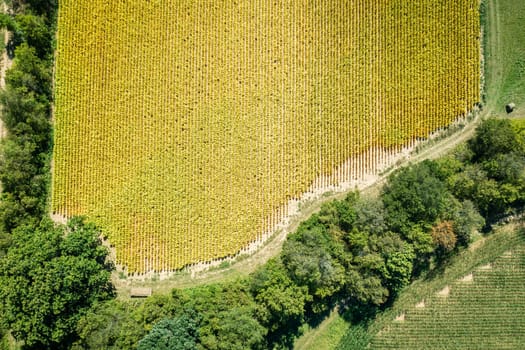 Top-down aerial view of tobacco field in Central Kentucky