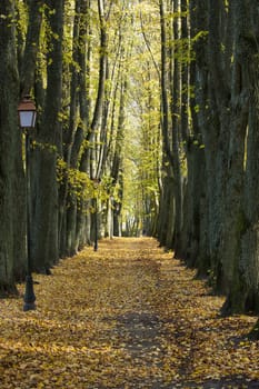 A beautiful avenue lined with tall trees, carpeted with golden leaves, creating a serene and peaceful ambiance perfect for a tranquil walk in the forest.