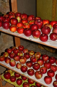 ripe red apples stored on a shelf in a cellar in Germany in late summer