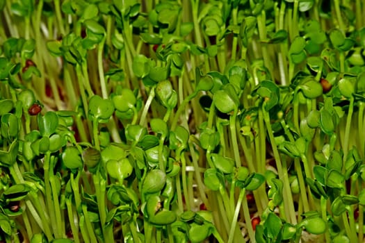 radish sprouts in a macro view