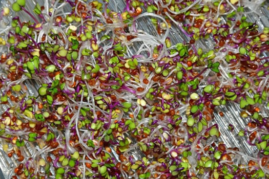 radish sprouts in a macro view