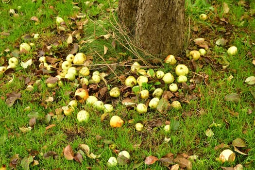 fallen apples at a tree