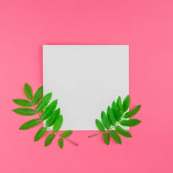 Creative flat lay top view white letter mock up with fresh green rowan tree leaves on bright pink square background with copy space in minimal duotone pop art style, template for text