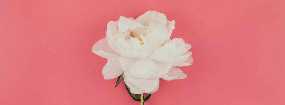 Blooming white peony flowers on pastel millennial pink color paper background with copy space in minimal style, template for postcard, lettering, text design. Long wide banner for blog or social media