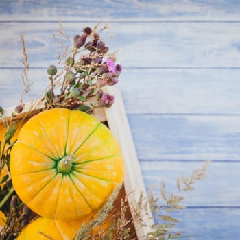 Square Top view of autumn orange pumpkins and dry flowers and grass in box thanksgiving background over blue toned wooden table with copy space. Template for fall harvest mood text