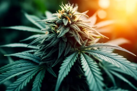 green cannabis flowers in full bloom. AI generative.