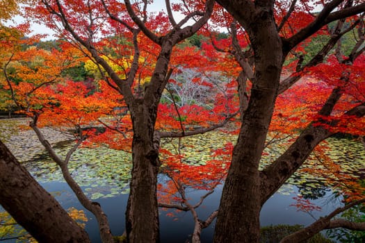 japanese garden with colorful autumn leaves reflected in a pond