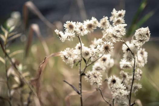 Closeup shot of Pearly Everlasting (Anaphalis margaritacea) with white petals, brown centers and delicate flowers.