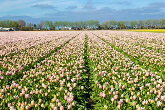 tulip field in the Netherlands - pink tulips