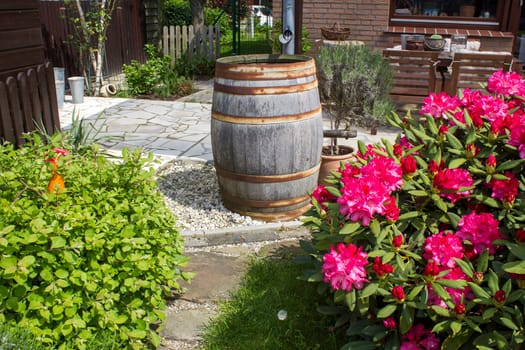 Rustic garden -  blooming pink rhododendron flowers