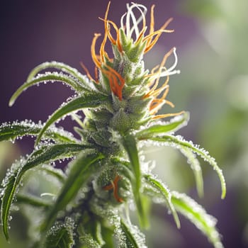 green cannabis flowers in full bloom. AI generative.