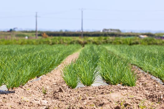 Cultivated field: fresh green onion rows. horizontal shot
