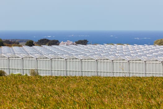 Outdoor view of an agricultural greenhouses against a blue sea