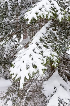 Snowy Fir-tree branches in the woods. Winter vertical shot