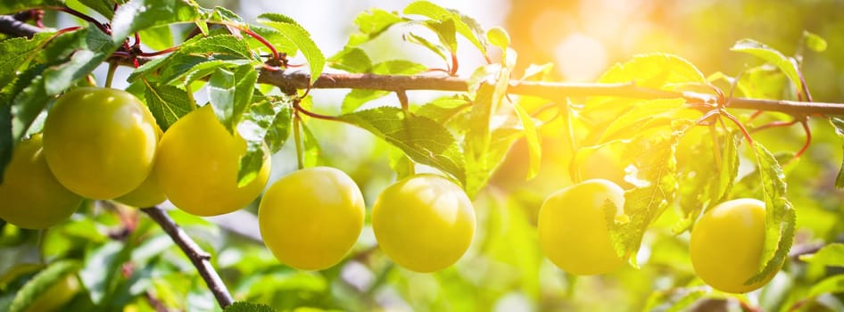 Ripe yellow plum tree branches in bright sunshine light. Long wide banner