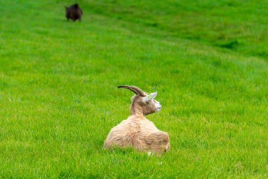 one broun goat eating of green grass at farm