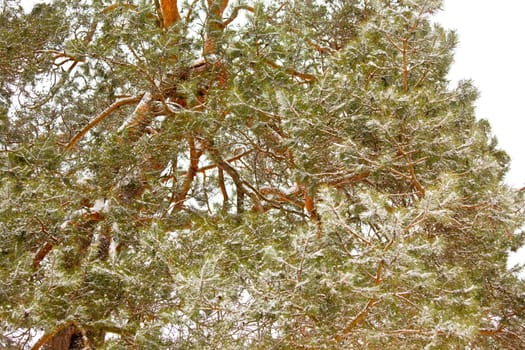 Snowy pine branches in the woods. Winter horizontal shot