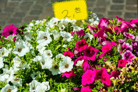 Bright petunia flowers seedlings selling outdoors. Horizontal shot