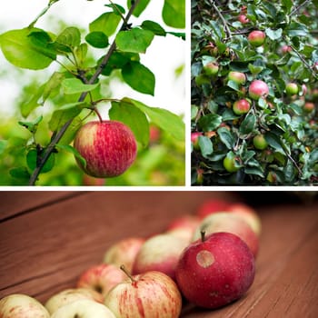 Collage with Apple trees and Ripe picked fruits