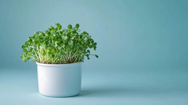 Green microgreens sprouts background, concept of healthy eating, copy space, AI Generated