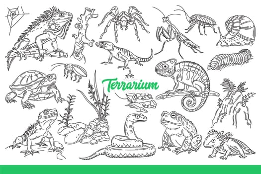 Inhabitants of terrarium with snakes and lizards or reptiles crawling along tree branches. Inscription terrarium near turtle and dangerous spiders or grasshoppers from zoo shop. Hand drawn.