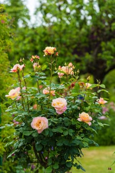 Bush of beautiful roses in a garden. Vertical shot