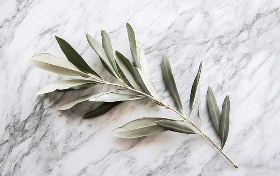 Fresh olive branch with green leaves laid on white marble surface, creating an elegant and natural composition with soft shadows.