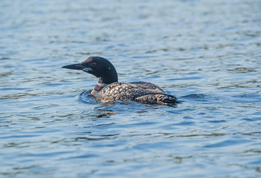 Loon Swimming in a Wilderness Lake in EEast Bearskin Lake in the Boundary Waters in Minnesota