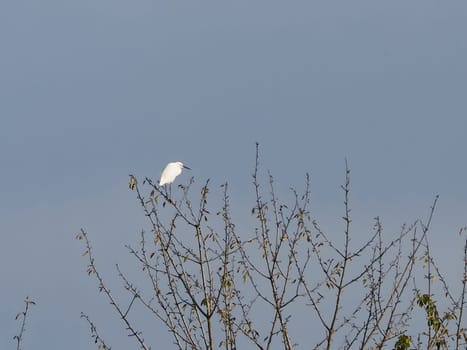 white egret heron on a tree, scientific classification Egretta of animal class birds