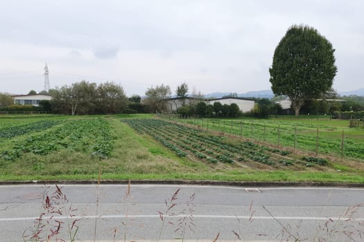 field of vegetables including cables and zucchini