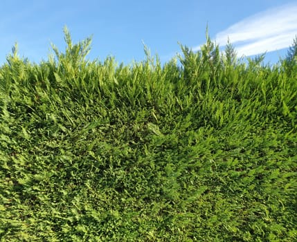green hedgerow wall useful as a background