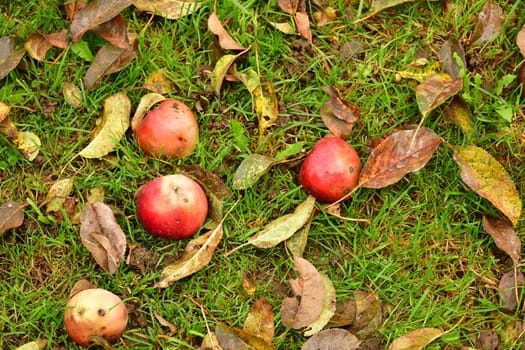 fallen apples with fallen leaves in autumn in a meadow