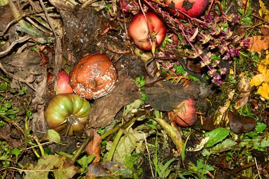 compost container with organic waste