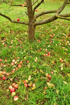 fallen apples at a tree