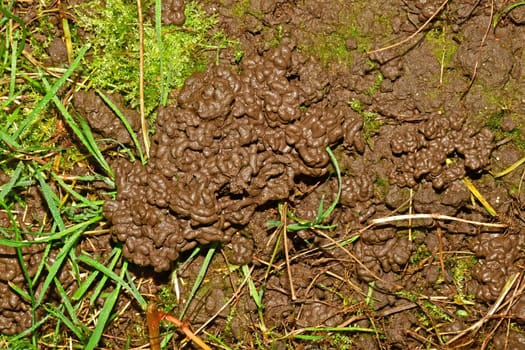 trace of an earthworm in a garden