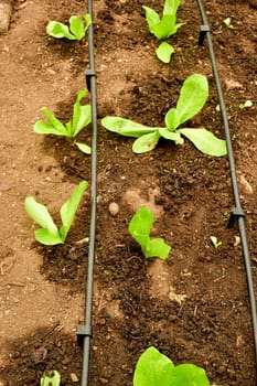 Sugar Loaf salad salad in a greenhouse with irrigation system with drip hose