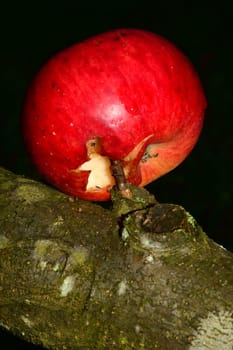 skewered apple on a tree branch in a macro view