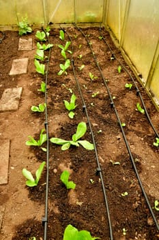 Sugar Loaf salad salad in a greenhouse with irrigation system with drip hose