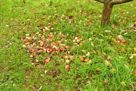 fallen apples at a tree