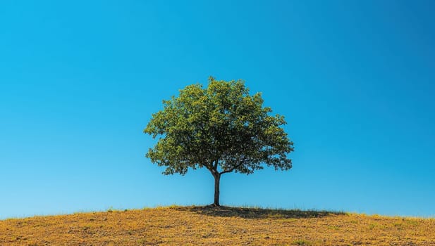 Lone Tree on a Hill,  Concept of resilience, solitude, and nature's beauty.