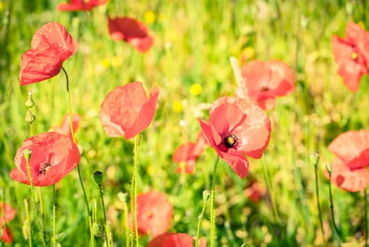 Red poppies in a summer meadow on sunny day. Horizontal shot