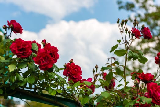 Bush of beautiful roses in a garden. Filtered shot with a copy space