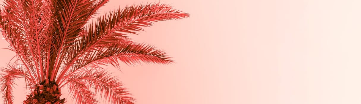 Branches of palm tree under the sunlight sky toned in living coral color of the year 2019