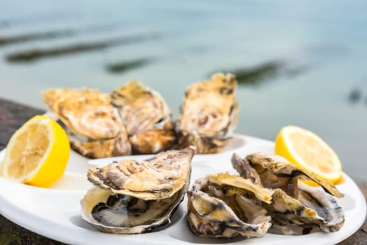 A dozen oysters and a lemon on a plastic plate eating outdoors near the sea